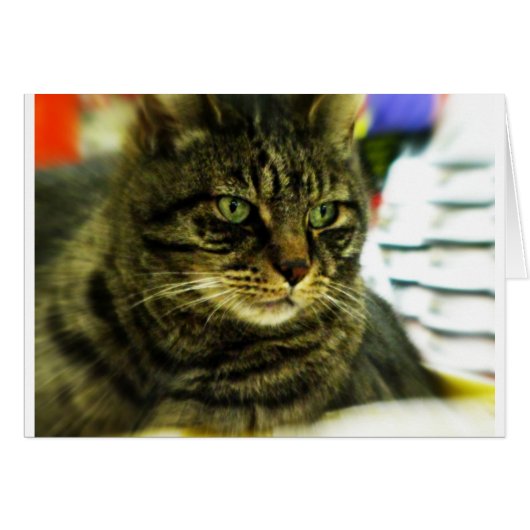 Green Eyed Tabby Face Cards (Front Horizontal)