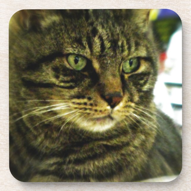 Green Eyed Tabby Face Drink Coaster (Front)