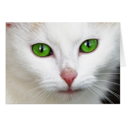 Green Eyed White Cat (Front Horizontal)