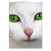 Green Eyed White Cat (Front)