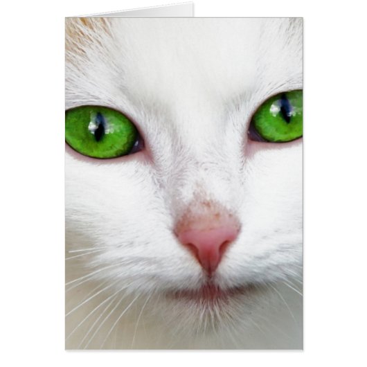 Green Eyed White Cat (Front)
