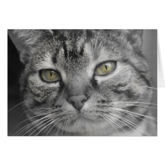 Green Eyes Cards (Front Horizontal)
