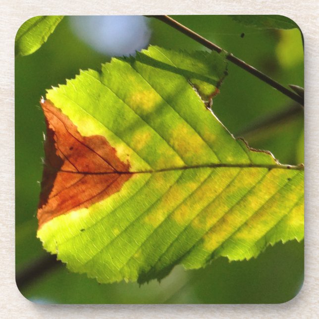 Green Fall Leaf Beverage Coaster (Front)
