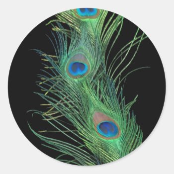 Green Feathers With Black Classic Round Sticker by Peacocks at Zazzle