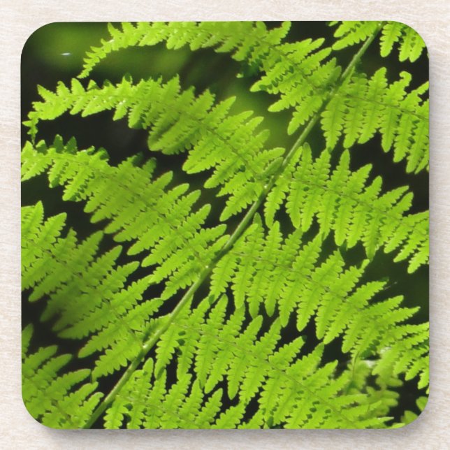 Green fern beverage coaster (Front)