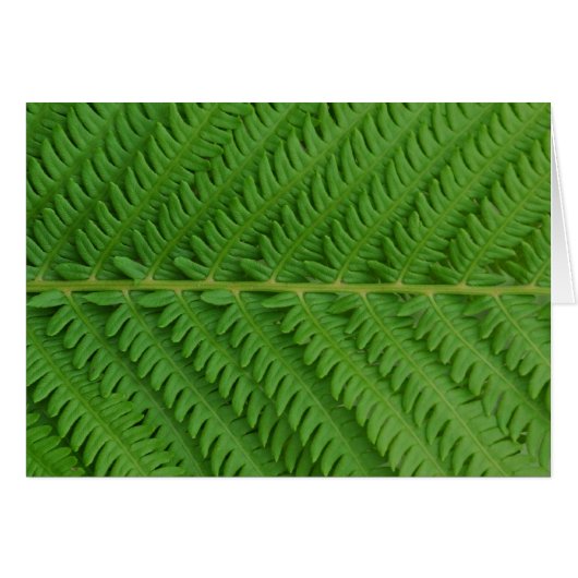 Green Fern Cards (Front Horizontal)