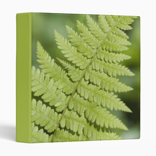 Green Fern Frond 3 Ring Binder (Front/Spine)