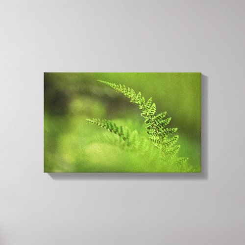 Green Fern Frond Nature Photo Canvas Print