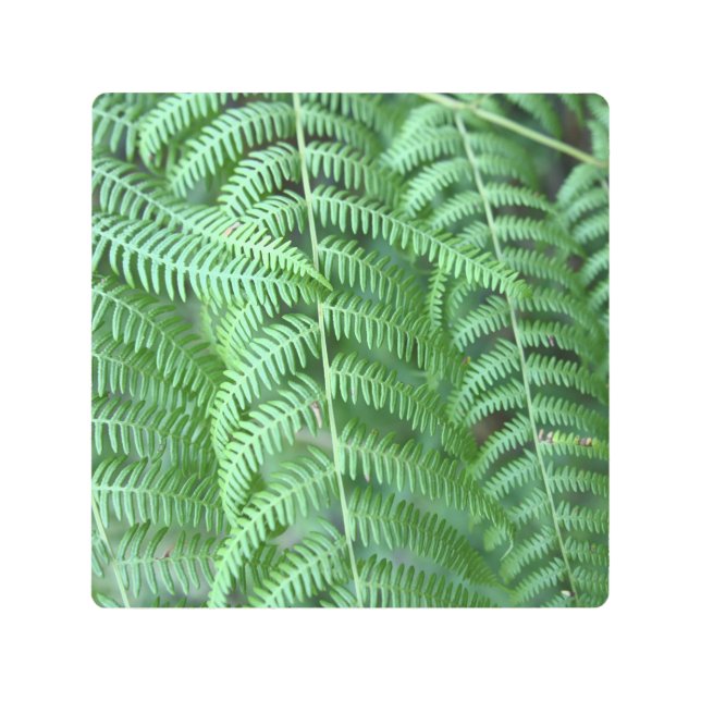 Green Fern Leaves Natural Pattern Poster (Front)