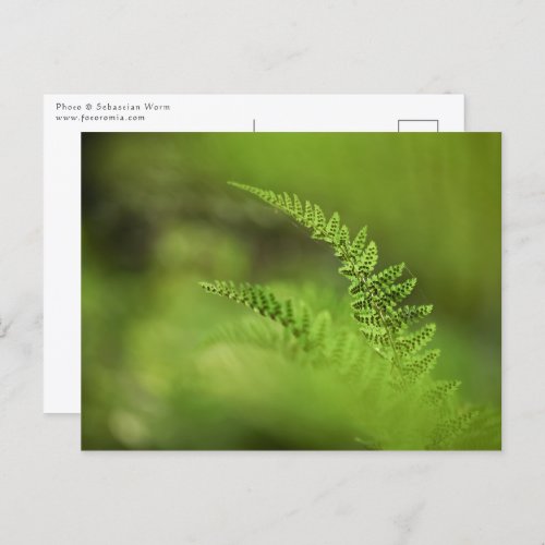 Green Fern Nature Photo Postcard