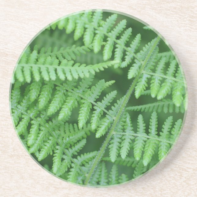 Green Fern Pattern Nature Drink Coaster (Front)