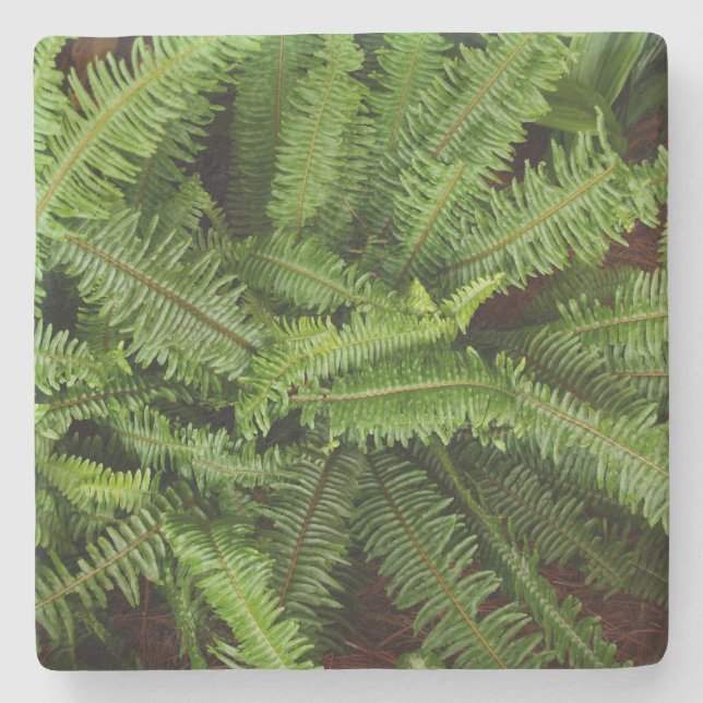 Green Fern Texture, Stone Coaster
