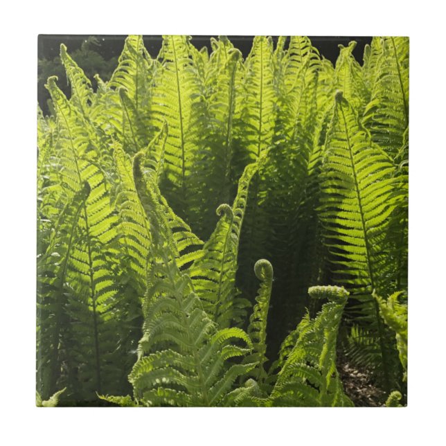 “Green ferns and curling fronds”  Ceramic Tile (Front)