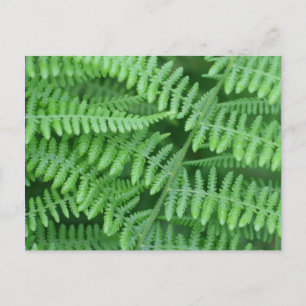 Green Ferns Nature Postcard