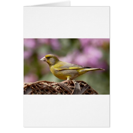 Green Finch Cards (Front)