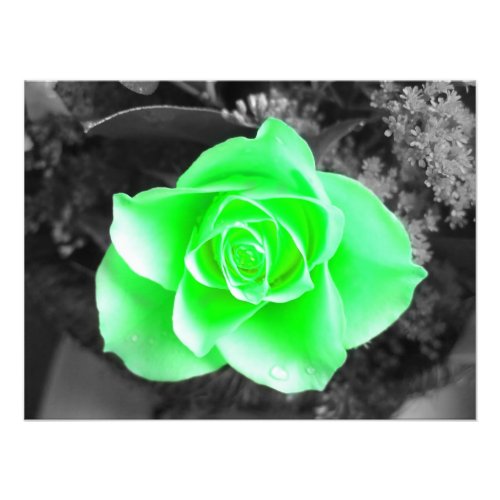 Green Flower Head with Dark Background 2 Photo Print