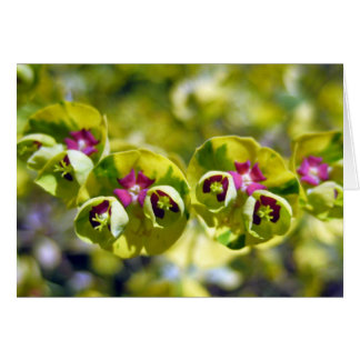 Green & Flowering 105 Cards