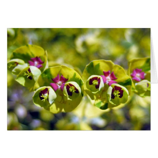 Green & Flowering 105 Cards (Front Horizontal)