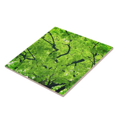 Green Foliage Tree Canopy Ceramic Tile