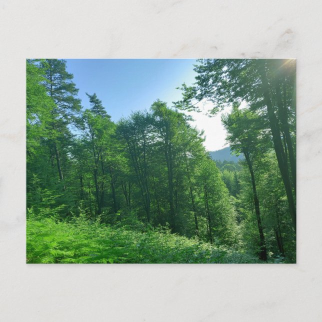Green Forest Landscape Photography  Postcard (Front)