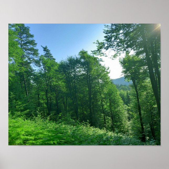 Green Forest Landscape Photography   Poster (Front)