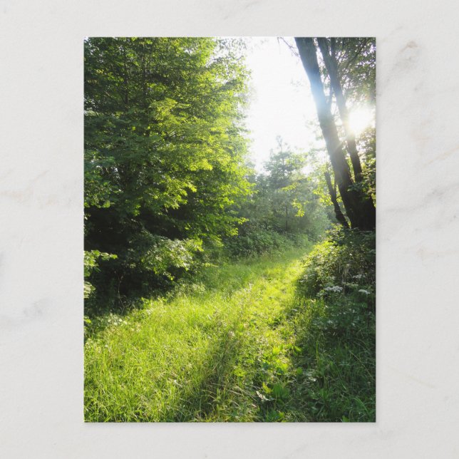 Green Forest Meadow  Postcard (Front)