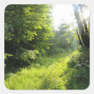 Green Forest Meadow Square Sticker