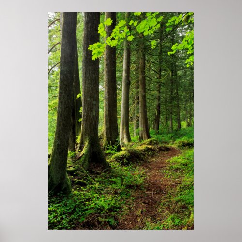 Green Forest Trail Scenic Poster