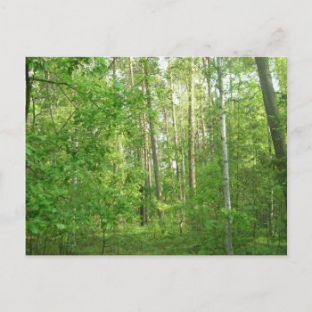 Green Forrest Postcard by jm_vectorgraphics at Zazzle
