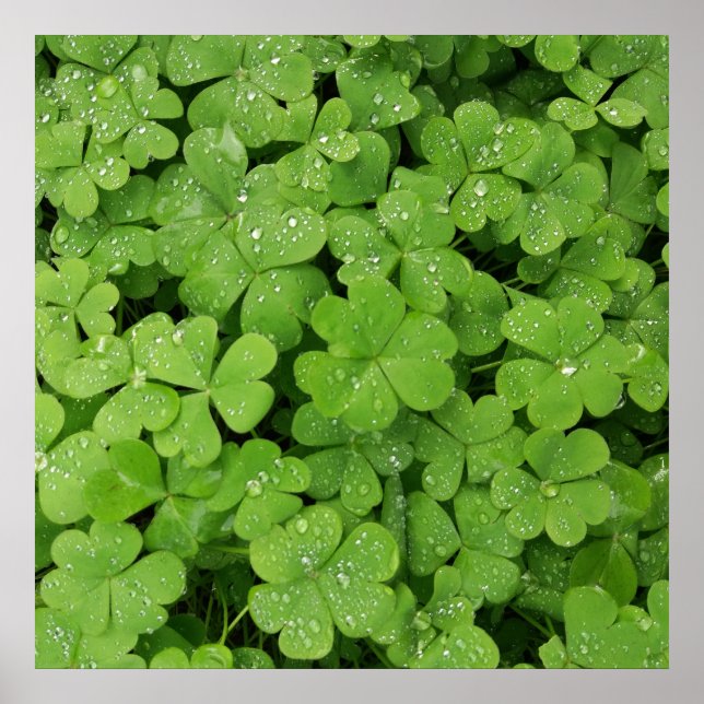 Green fresh shamrock, lucky St. Patricks clover Poster (Front)
