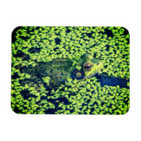 Green Frog Amphibians Pond Life