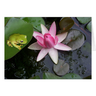 Green frog and pink lilly