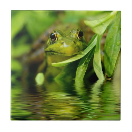 Green Frog By A Pond Tile