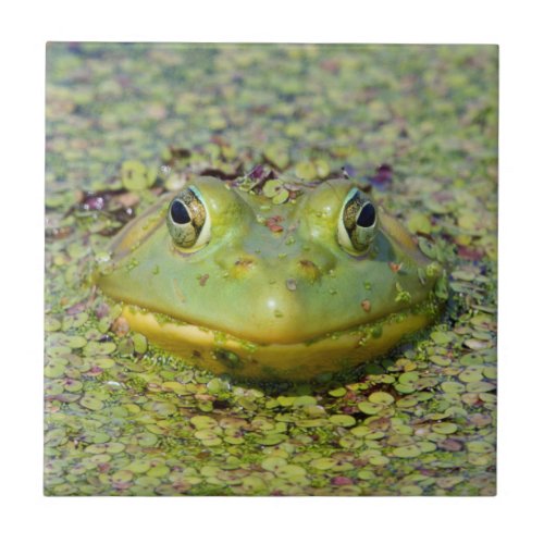 Green frog in duckweed Canada Ceramic Tile