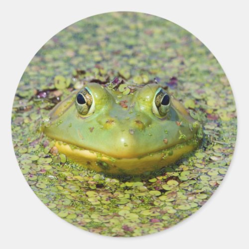 Green frog in duckweed Canada Classic Round Sticker