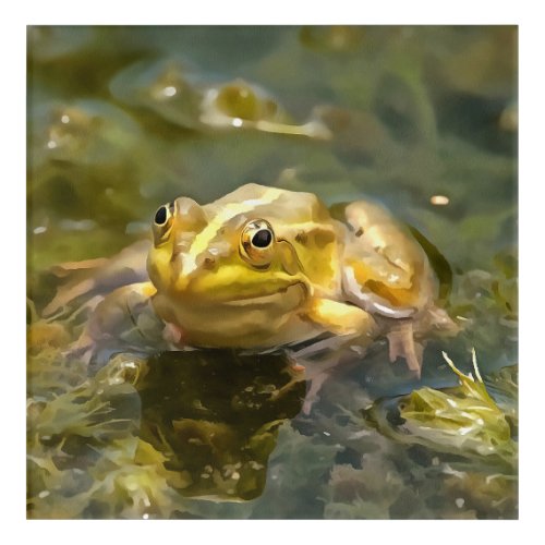 Green Frog In Shallow Water Acrylic Painting Acrylic Print