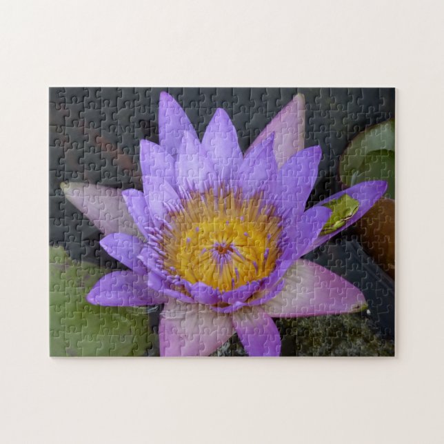 green frog on a purple lily jigsaw puzzle (Horizontal)