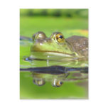 Green Frog Postcard