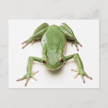 Green-frog Postcard by CRDesigns at Zazzle