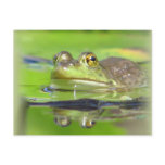 Green Frog Postcard