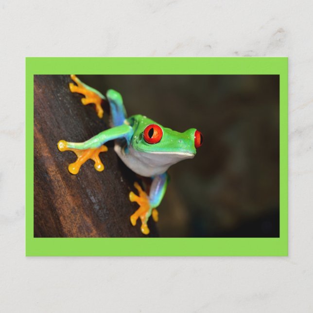 Green Frog Postcard (Front)