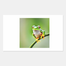 green frog