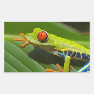 Green Frog Rectangular Sticker