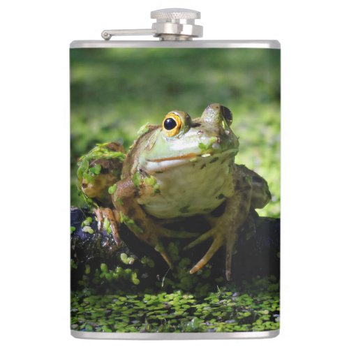 Green Frog Strikes a Pose on the Hose Hip Flask