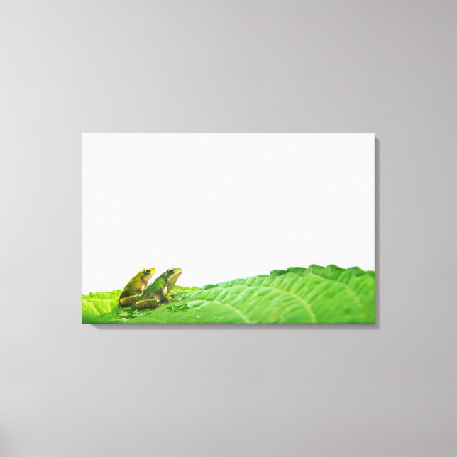 Green frogs on the leave canvas print (Front)