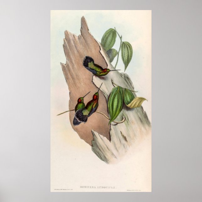 Green-fronted Lancebill Birds by John Gould Poster (Front)