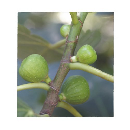 Green fruits of a common fig  tree notepad