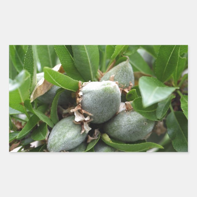 Green fruits of an almond tree rectangular sticker (Front)