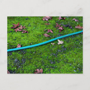 Green Garden Snake Hose Postcard