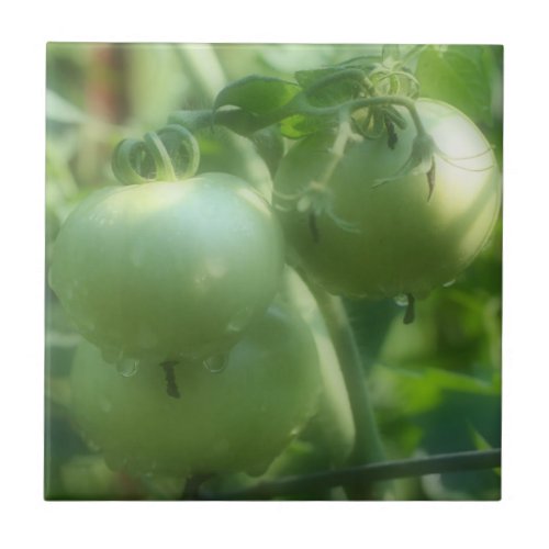 Green Garden Tomatoes On Vine Nature Ceramic Tile